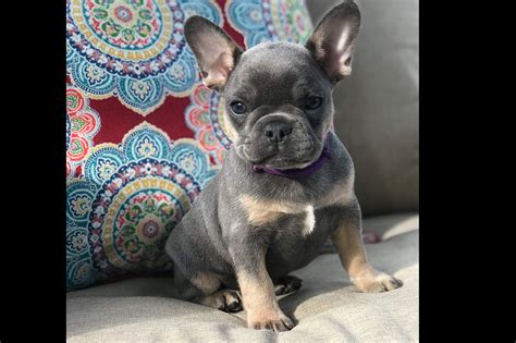 French Bulldog Puppies In Kent